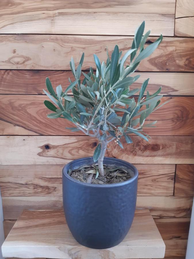 Little Olive Tree House Διαμέρισμα Sali Εξωτερικό φωτογραφία